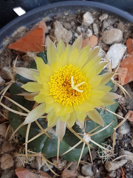 Coryphanta sulcolanata - Cactusi si plante suculente 2017-2018-2019