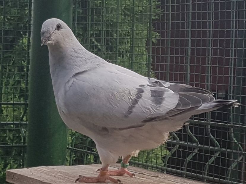  - 0-VRdF-TINERET-2019