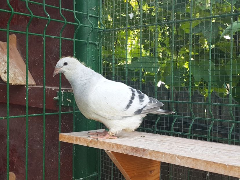 4498-19 - 0-VRdF-TINERET-2019