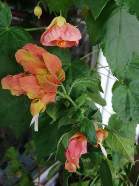  - Abutilon