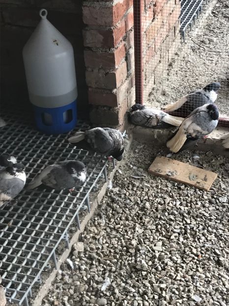 CD62F57E-ACF8-4D3A-A1B9-87AF541E21F2 - Vargati cu dunga alba