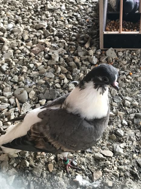 5505519B-C770-47A7-AB5C-0DB4829287D0 - Vargati cu dunga alba