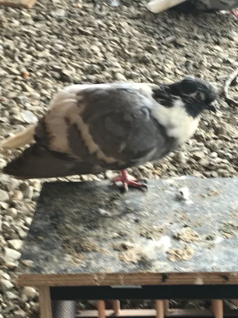 572CA454-E9E5-45ED-AAC3-FBBAECCA9BE6 - Vargati cu dunga alba