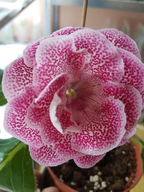 69-3 - Gloxinia 2019