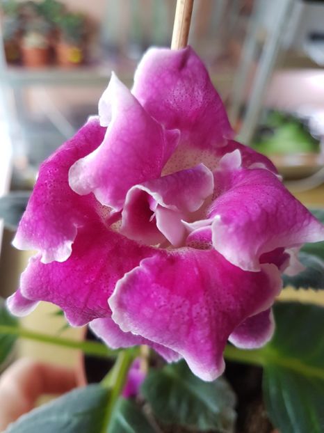 73-4 - Gloxinia 2019