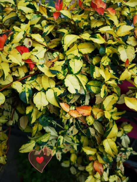  - 0 Trachelospermum asiaticum ogon nishiki