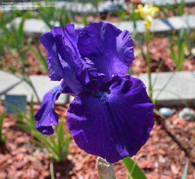 iris Dark Triumf-8lei - Irisi disponibili