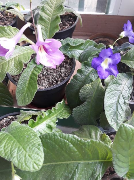  - STREPTOCARPUS