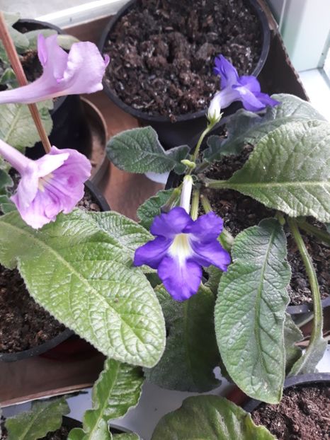  - STREPTOCARPUS