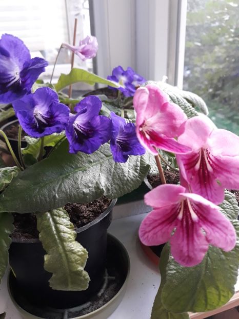  - STREPTOCARPUS
