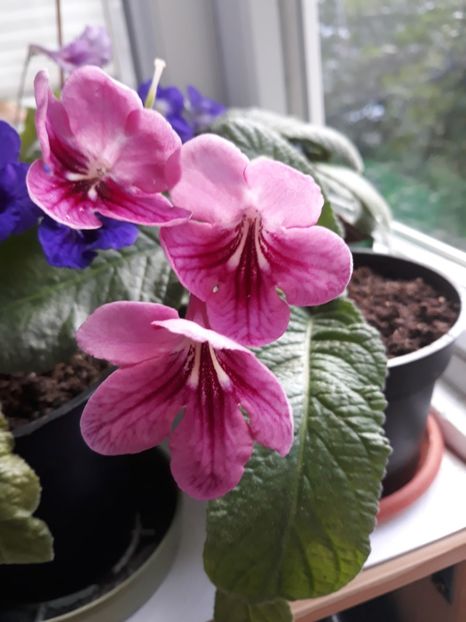  - STREPTOCARPUS