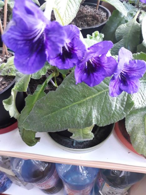  - STREPTOCARPUS