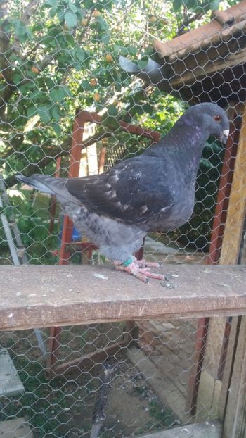 F2019 vanduta - PASARI DETINUTE