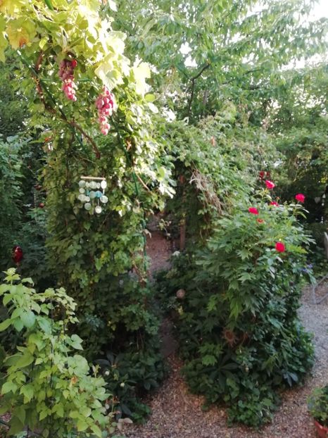  - Gradina 2019