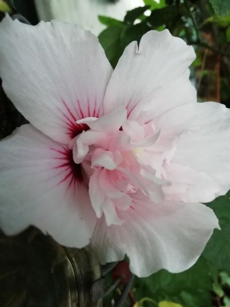 Carneus Plenus - Gradina 2019