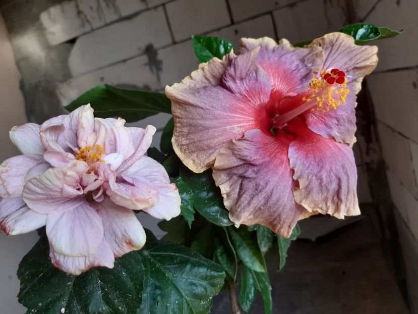  - Hibiscus 2019