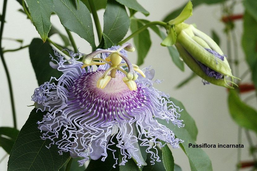  - 08 Flora- inradacinare passiflora