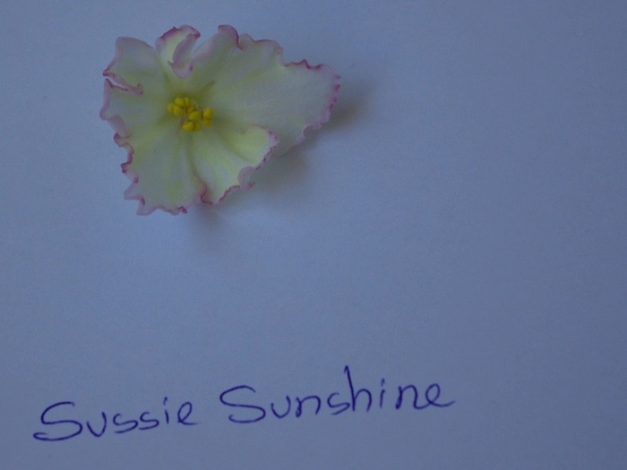 SG104338 - ZZ-Sussie Sunshine