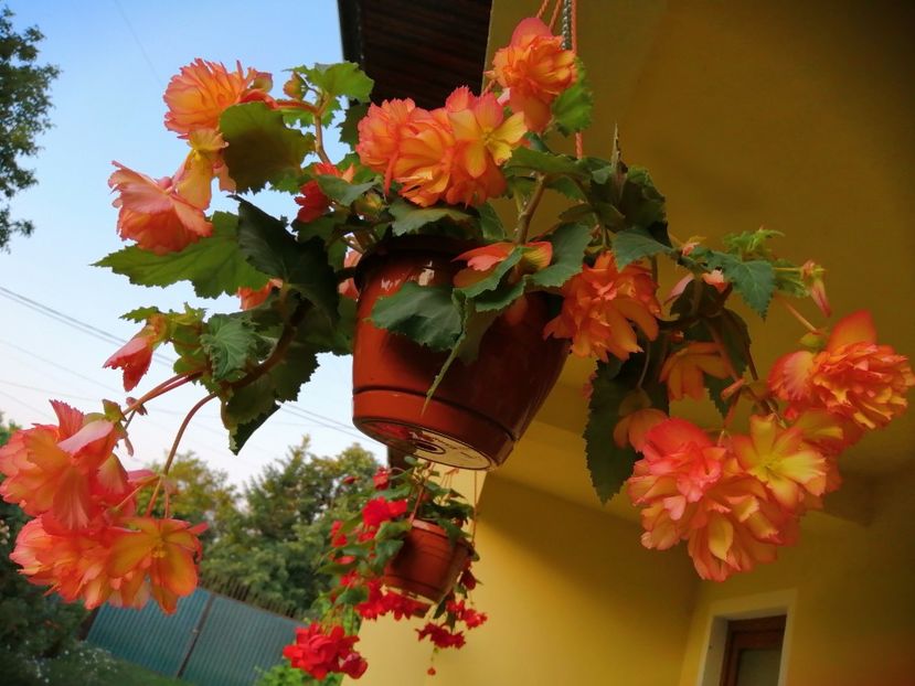  - Begonii curgatoare