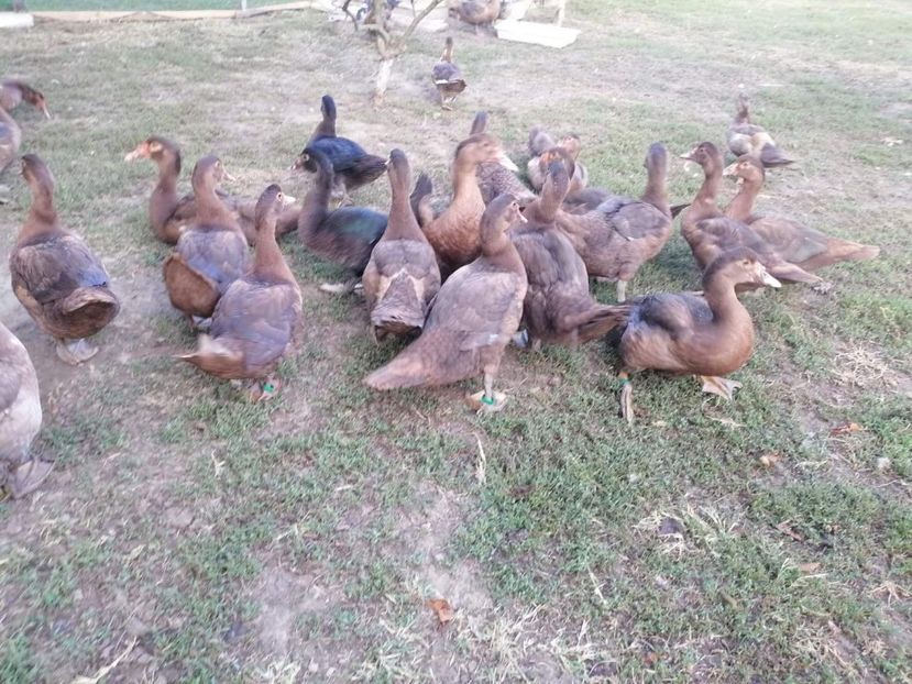  - Boboci ciocolatii 2019