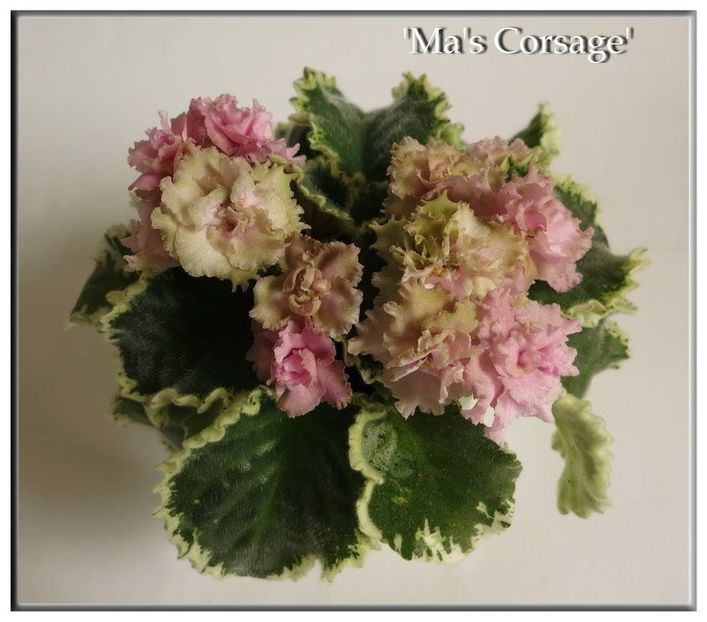  - Ma s Corsage