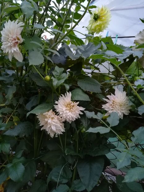  - A-Flori 2019
