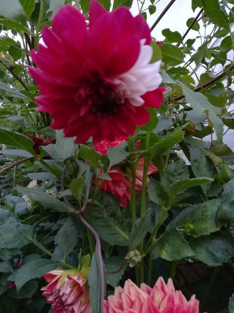  - A-Flori 2019