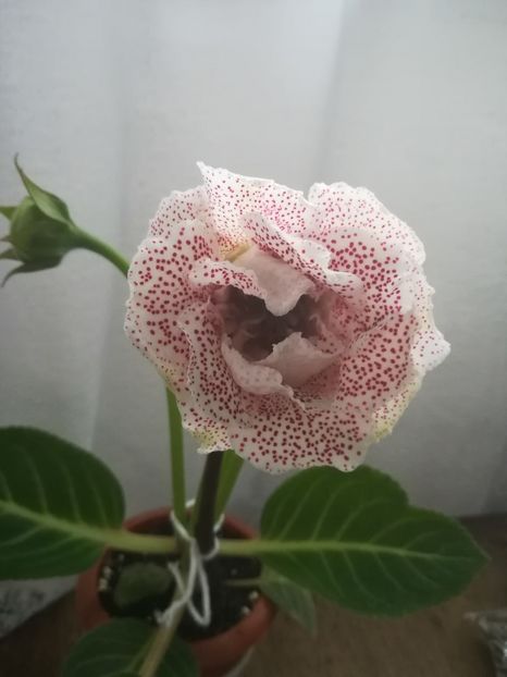  - A-Flori 2019