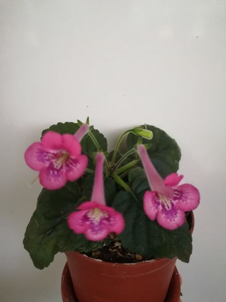 SRG Rafaelo - A-Flori 2019