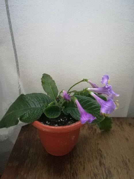  - A-Flori 2019