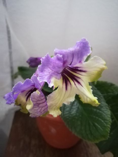 Harlequin Delft - A-Flori 2019