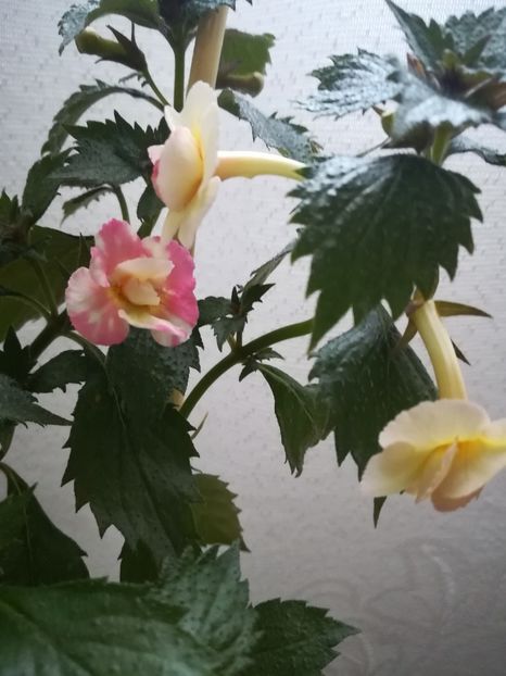  - A-Flori 2019