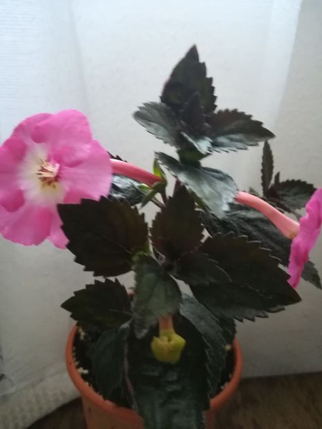  - A-Flori 2019