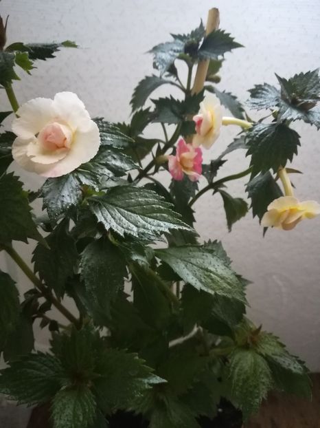  - A-Flori 2019
