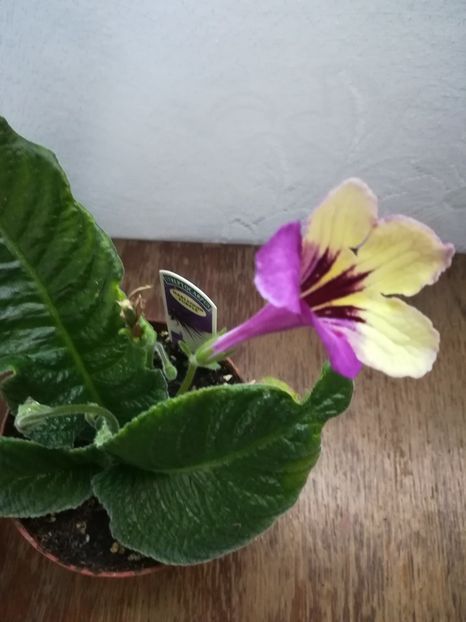 Harlequin Purple - A-Flori 2019