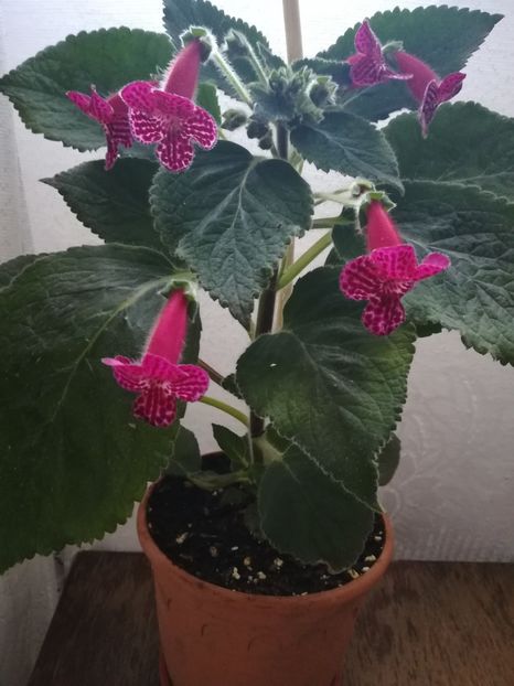  - A-Flori 2019
