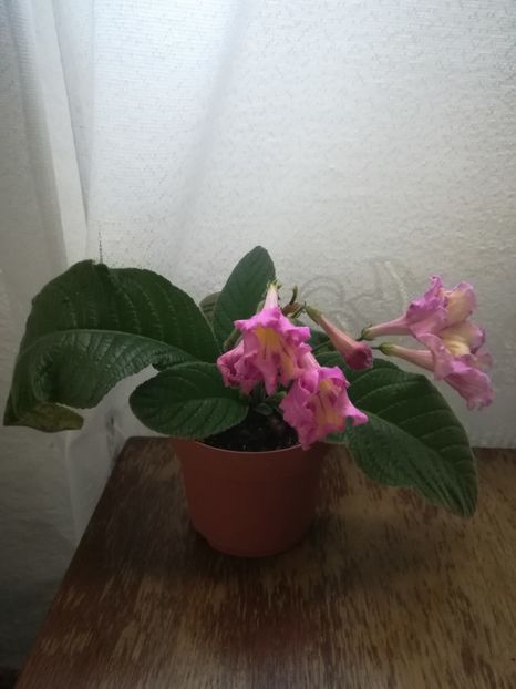 Harlequin Dawn - A-Flori 2019
