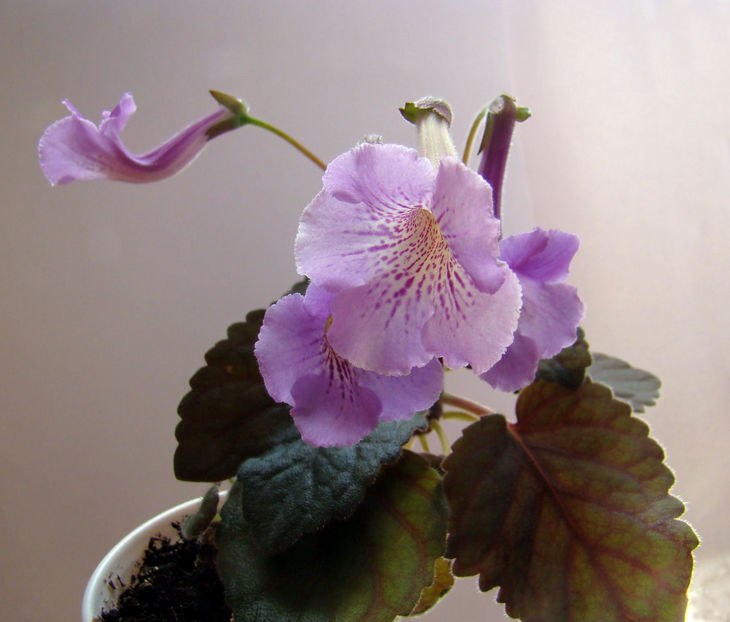 Minisinningia MC`s Blue Swan - Minisinningia MCs Blue Swan