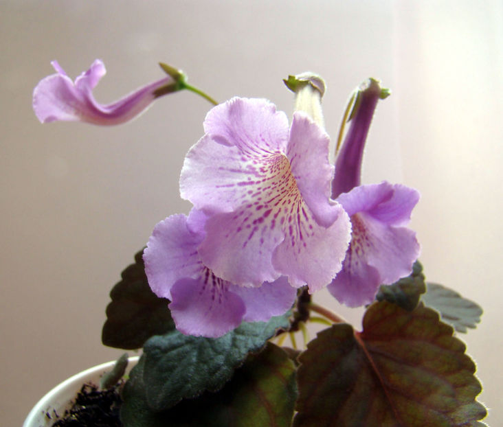 Minisinningia MC`s Blue Swan - Minisinningia MCs Blue Swan