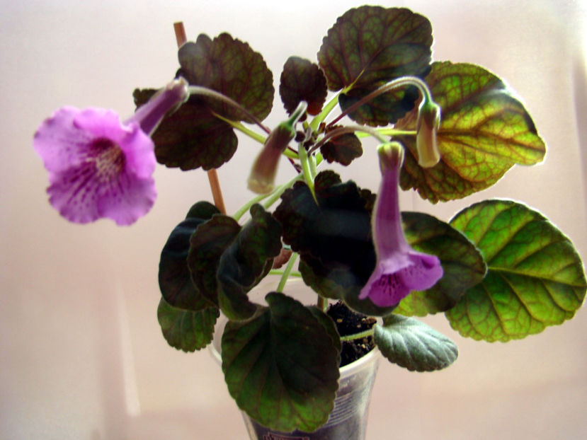 Minisinningia Bj`s Hula dancer - Minisinningia Bjs Hula Dance