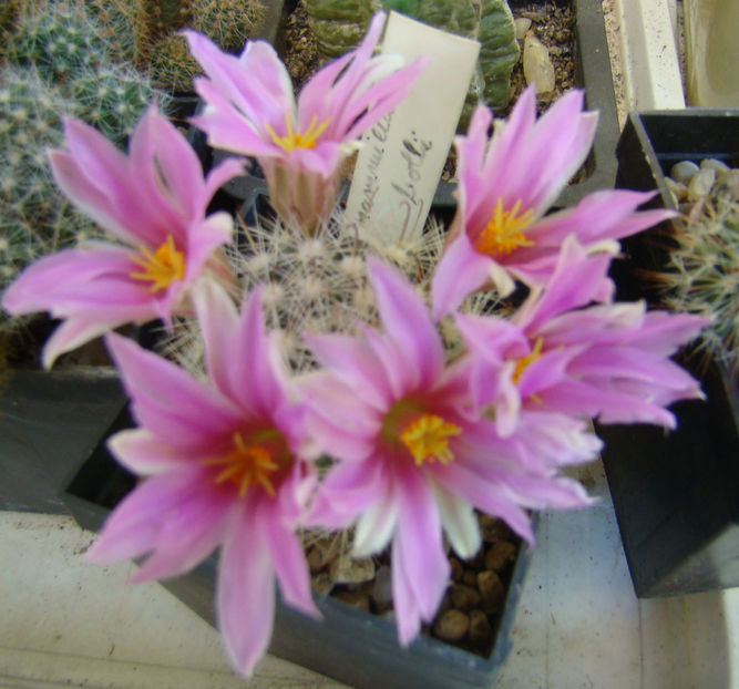 Mammillaria bolli - 2019