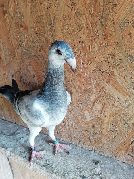 F13AFA99-CE53-47AF-90E2-BFFB5967741B - Tineret 2019