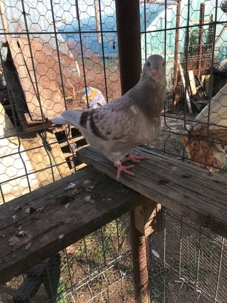 CAEEB9CB-4631-4A68-A143-5527DA3A5359 - Pui 2019