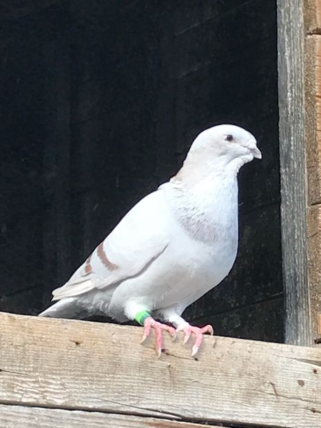 DF4AE1AF-76D6-4F54-BCCC-D5D4347498D6 - Pui 2019