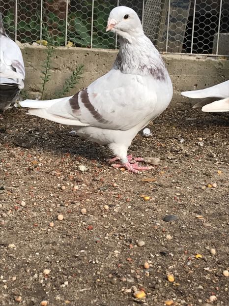 6AC09143-95E0-4E32-A45E-3F12C9D49791 - Pui 2019