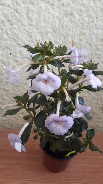  - R21 - Blue Temptation