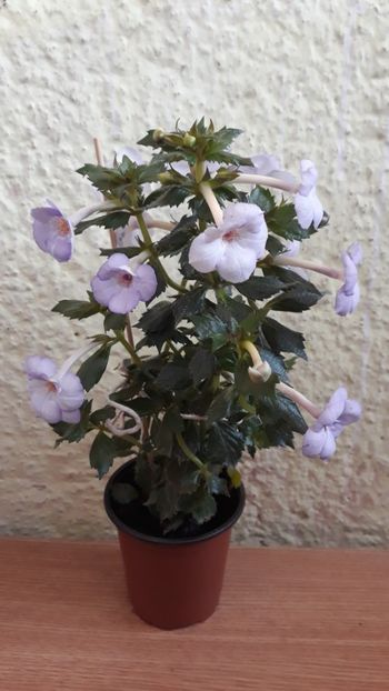  - R21 - Blue Temptation