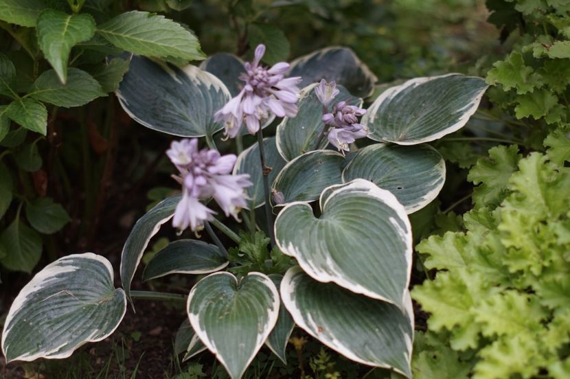  - Hosta 2018- 2022