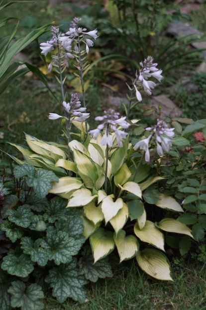 Janet - Hosta 2018- 2022