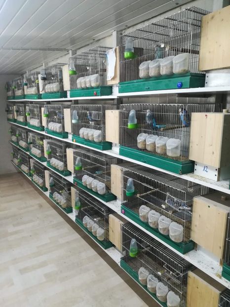 received_1962661293752179 - Peruși 35 lei